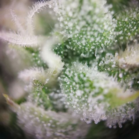 Apple#1 growlog timeline photo