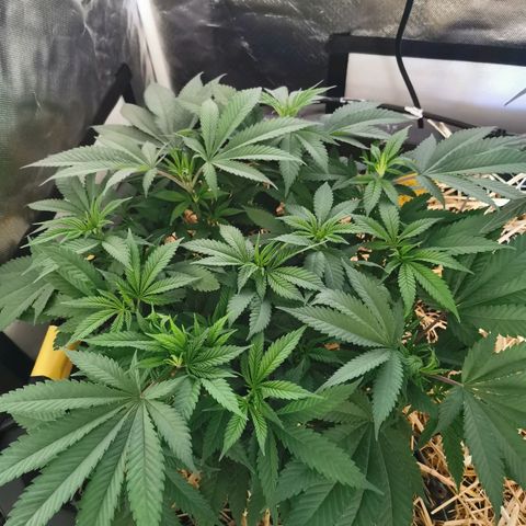 Bloody Marry growlog timeline photo