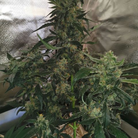 Apple#1 growlog timeline photo