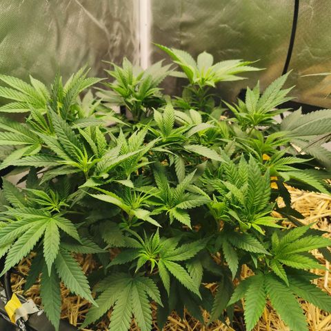 Bloody Marry growlog timeline photo