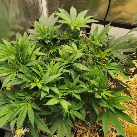 Bloody Marry growlog timeline photo