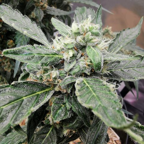 Apple#1 growlog timeline photo