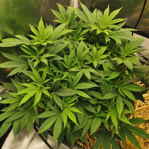 Bloody Marry growlog timeline photo