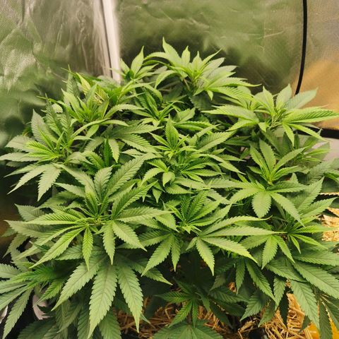 Bloody Marry growlog timeline photo