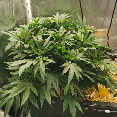 Bloody Marry growlog timeline photo