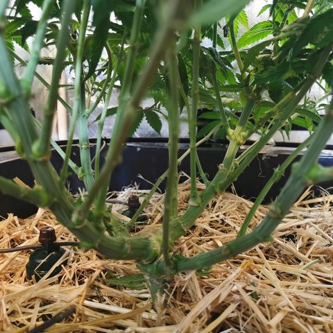 Bloody Marry growlog timeline photo