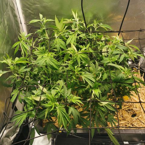 Bloody Marry growlog timeline photo