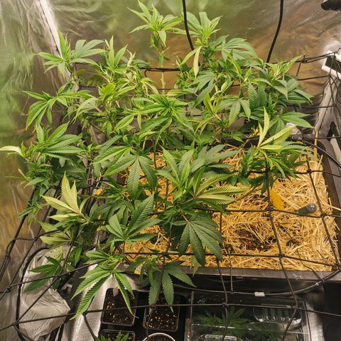 Bloody Marry growlog timeline photo