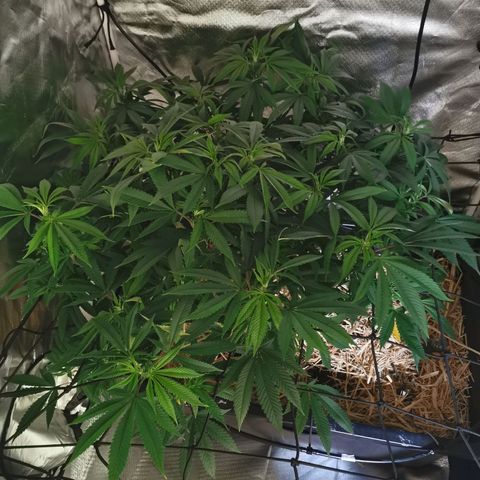 Bloody Marry growlog timeline photo