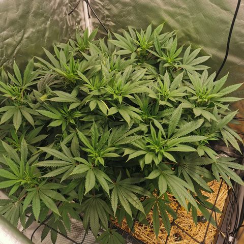 Bloody Marry growlog timeline photo