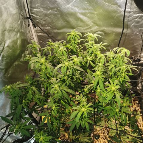Bloody Marry growlog timeline photo