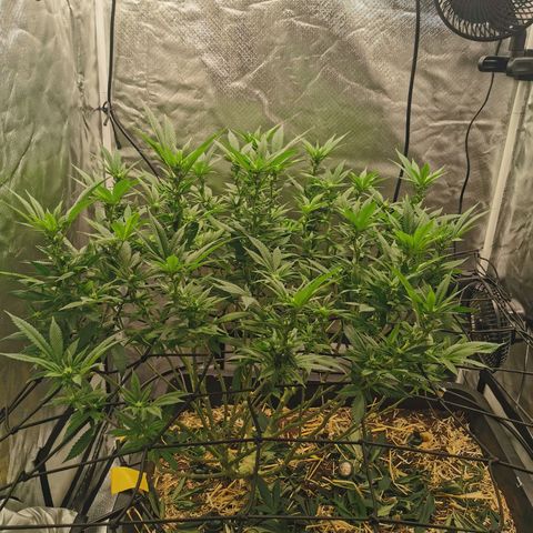 Bloody Marry growlog timeline photo