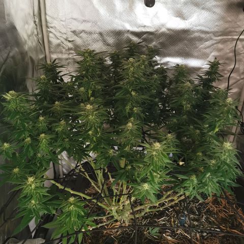 Bloody Marry growlog timeline photo