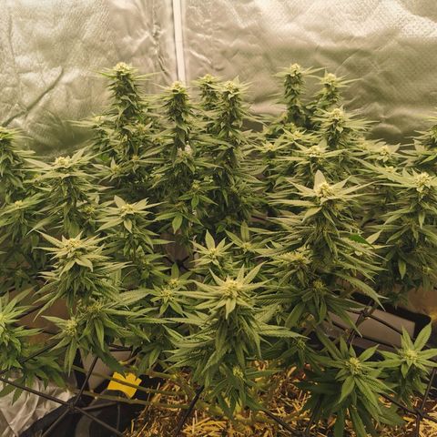 Bloody Marry growlog timeline photo