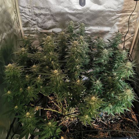 Bloody Marry growlog timeline photo