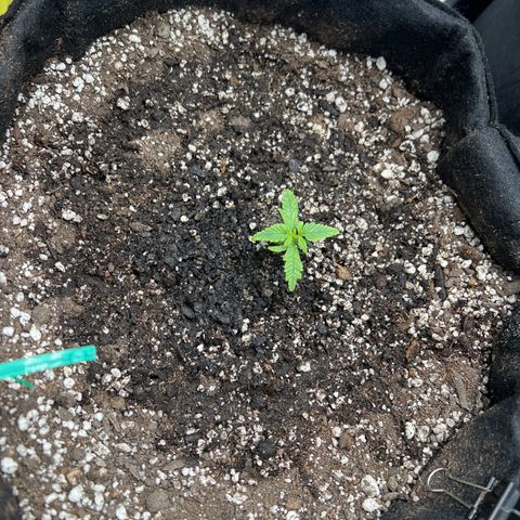 Gorilla Glue Auto #1 growlog timeline photo