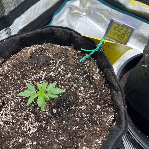 Gorilla Glue Auto #1 growlog timeline photo