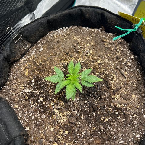 Gorilla Glue Auto #1 growlog timeline photo