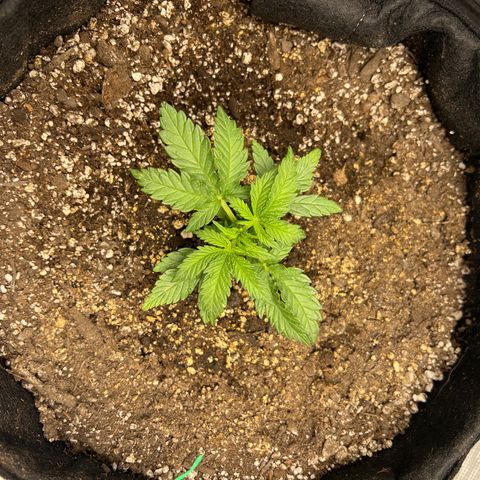 Gorilla Glue Auto #1 growlog timeline photo