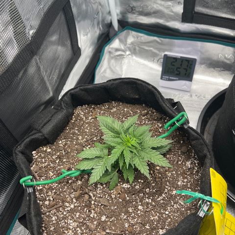 Gorilla Glue Auto #1 growlog timeline photo