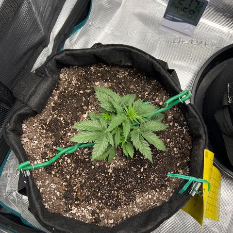 Gorilla Glue Auto #1 growlog timeline photo
