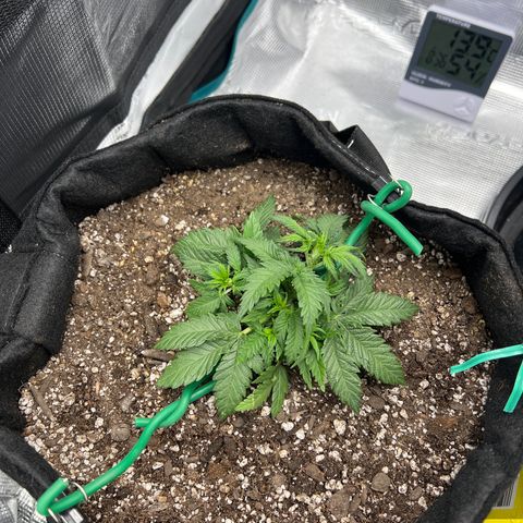 Gorilla Glue Auto #1 growlog timeline photo