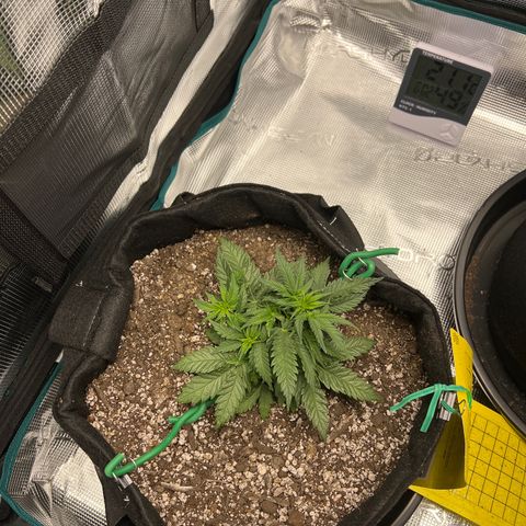 Gorilla Glue Auto #1 growlog timeline photo