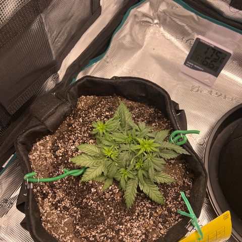 Gorilla Glue Auto #1 growlog timeline photo