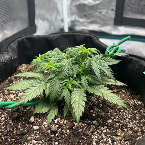 Gorilla Glue Auto #1 growlog timeline photo