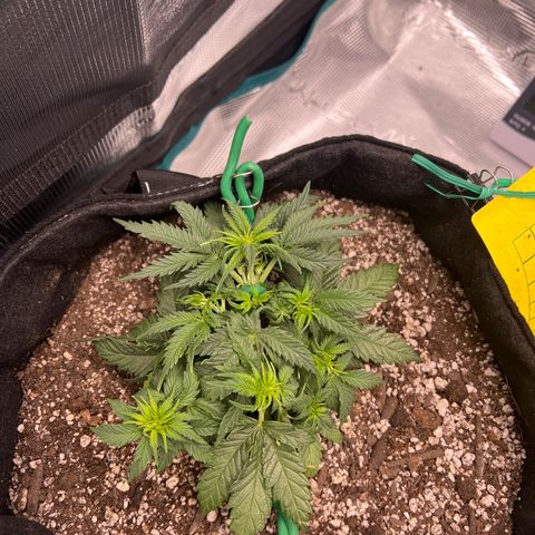 Gorilla Glue Auto #1 growlog timeline photo