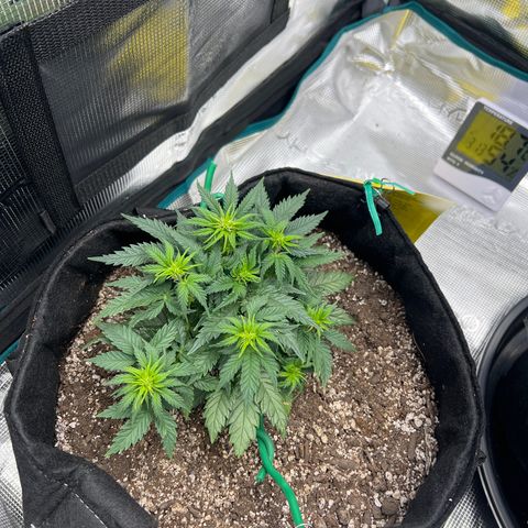 Gorilla Glue Auto #1 growlog timeline photo