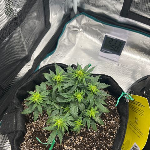 Gorilla Glue Auto #1 growlog timeline photo