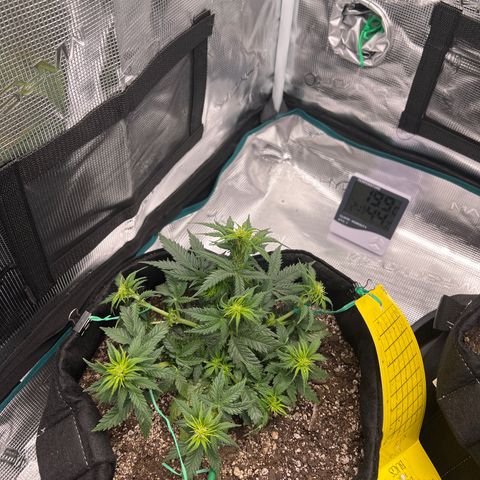 Gorilla Glue Auto #1 growlog timeline photo