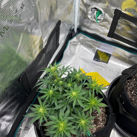 Gorilla Glue Auto #1 growlog timeline photo
