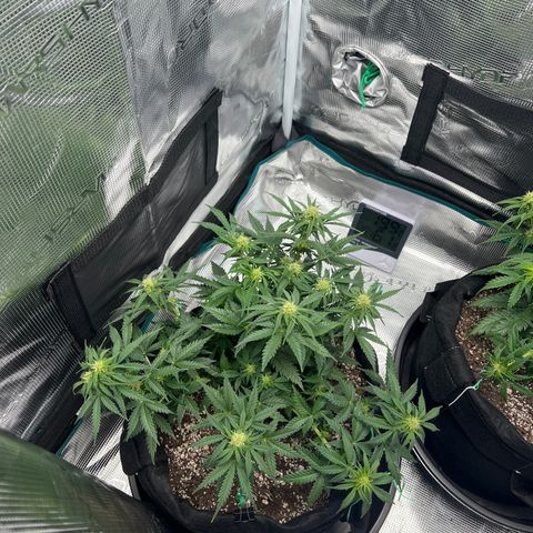 Gorilla Glue Auto #1 growlog timeline photo