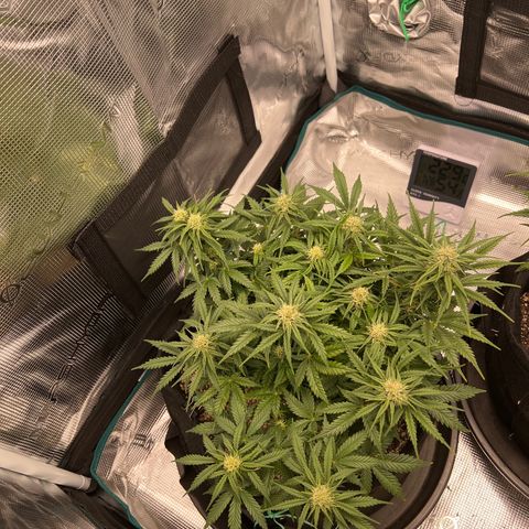 Gorilla Glue Auto #1 growlog timeline photo