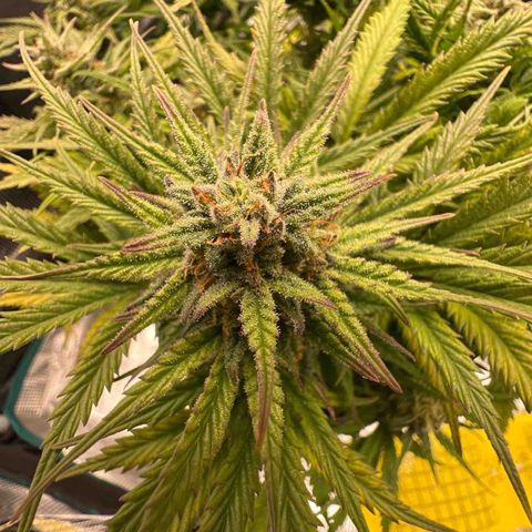 Gorilla Glue Auto #1 growlog timeline photo