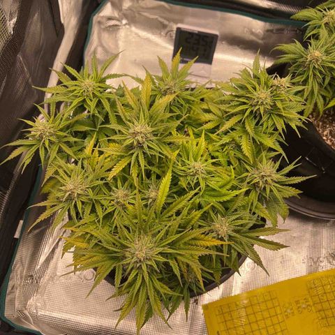 Gorilla Glue Auto #1 growlog timeline photo