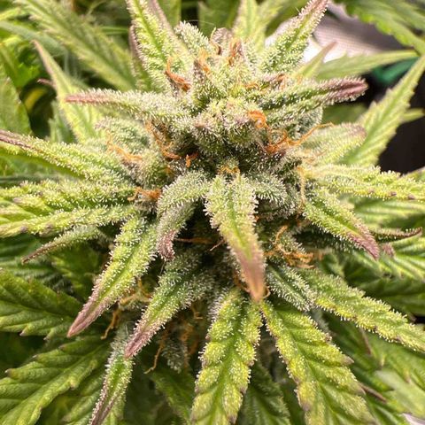 Gorilla Glue Auto #1 growlog timeline photo