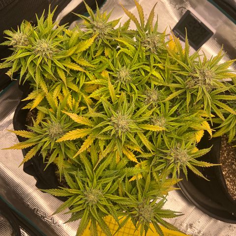 Gorilla Glue Auto #1 growlog timeline photo