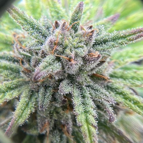 Gorilla Glue Auto #1 growlog timeline photo