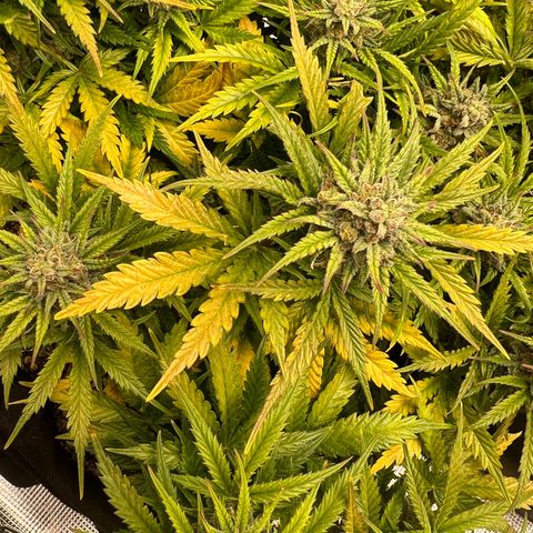Gorilla Glue Auto #1 growlog timeline photo