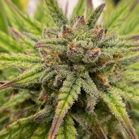 Gorilla Glue Auto #1 growlog timeline photo