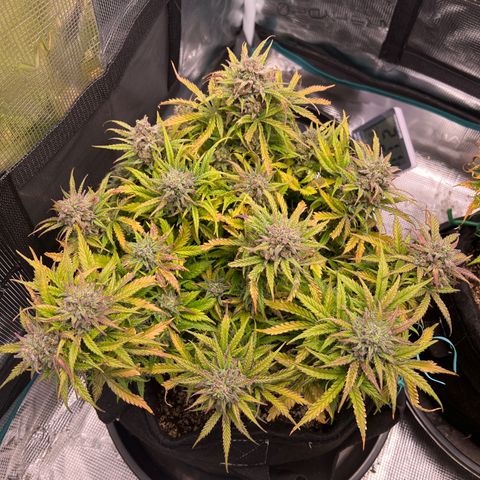Gorilla Glue Auto #1 growlog timeline photo