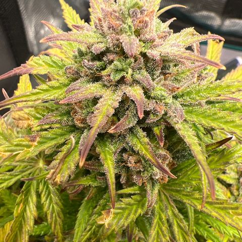 Gorilla Glue Auto #1 growlog timeline photo