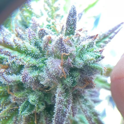 Gorilla Glue Auto #1 growlog timeline photo