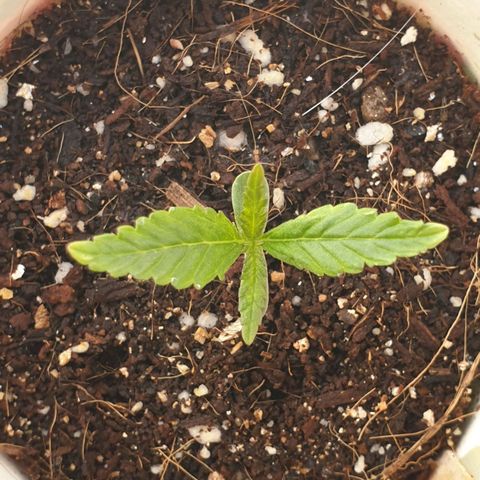#1 growlog timeline photo