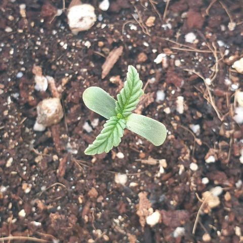 #2 growlog timeline photo