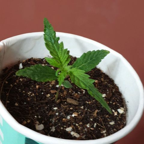 #1 growlog timeline photo