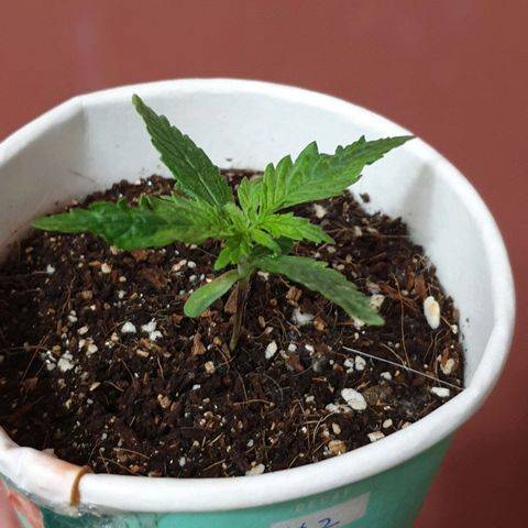 #1 growlog timeline photo